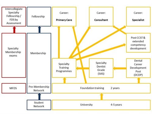 The Dentistry Career Roadmap