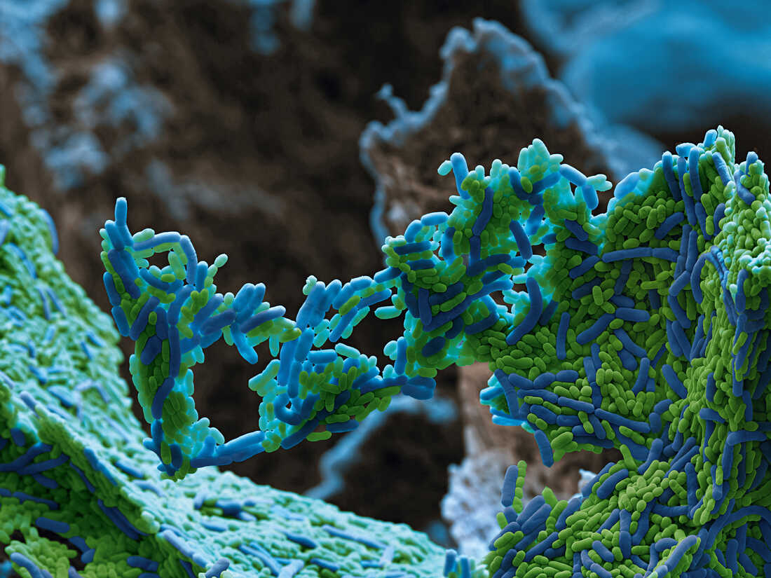 Lactobacillus bacteria in mouth