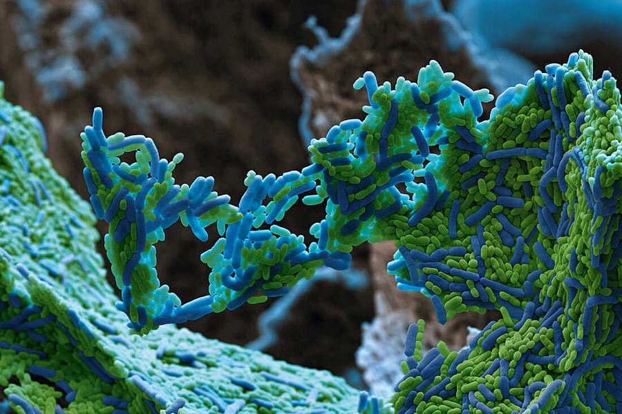 Lactobacillus bacteria in mouth