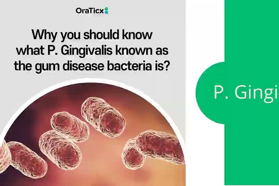 Porphyromonas gingivalis bacteria