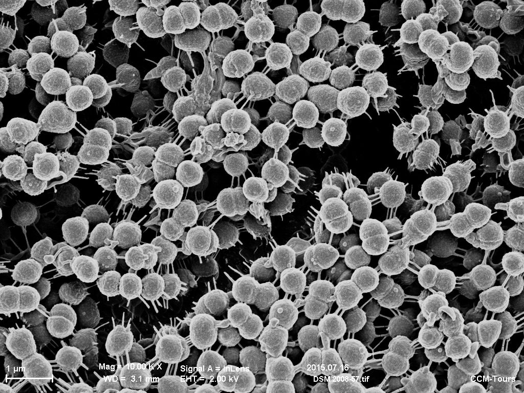 Veillonella bacteria oral