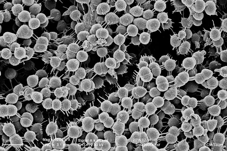 Veillonella bacteria oral